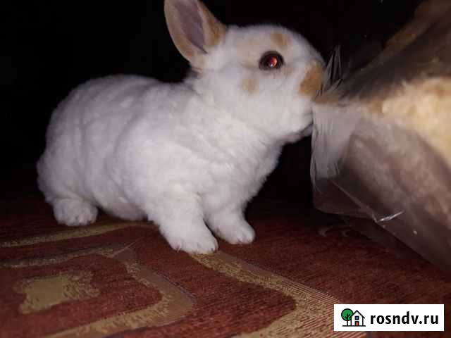 Карликовые крольчата Рексы Новотитаровская - изображение 1