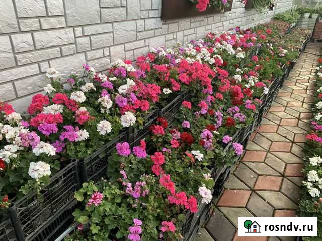 Рассада цветов и овощей Каменск-Уральский - изображение 1