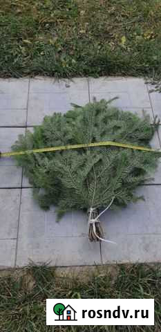 Веники для бани пихта Саранск - изображение 1