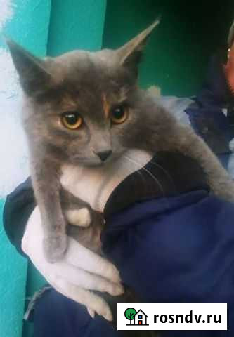 Отдам в добрые руки Старый Оскол - изображение 1