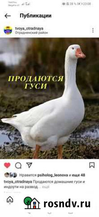 Продаются домашние гуси Отрадная - изображение 1