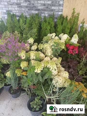 Гортензия метельчатая Оренбург - изображение 1