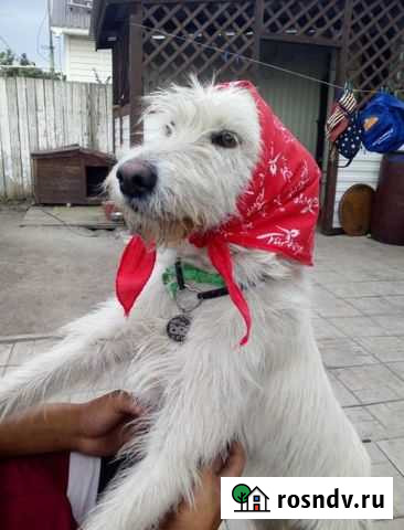 Боня Омск - изображение 1