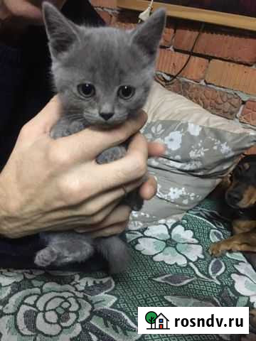 Отдам котят в хорошие руки Ленинградская - изображение 1