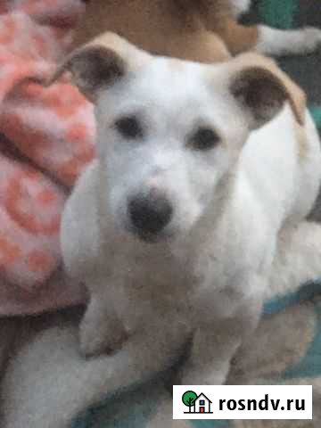 Щенок мальчик Шахты - изображение 1