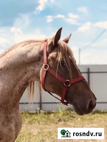 Конные Прогулки Ногинск - изображение 1