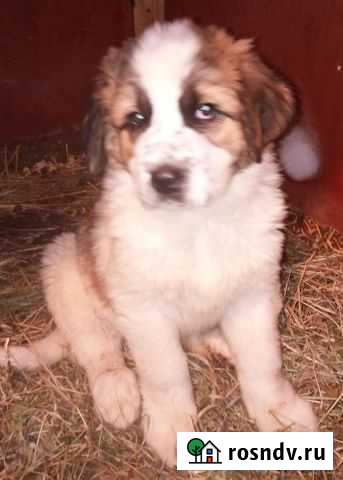 Щенки Московсковской сторожевой Юрьев-Польский - изображение 1