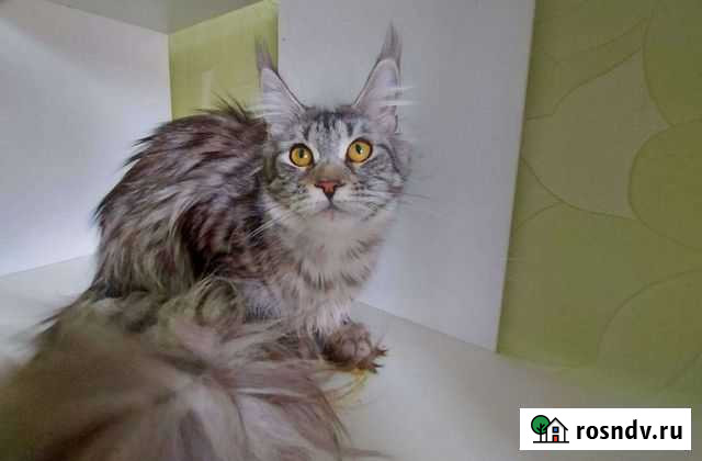 Мейн-кун кошка Асбест - изображение 1