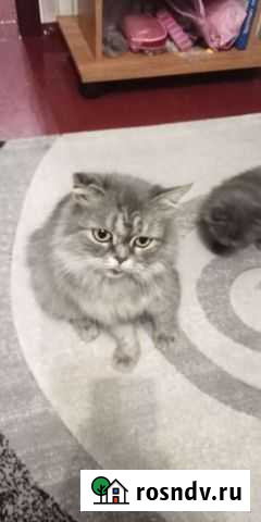Кошечка в добрые руки Валуйки - изображение 1