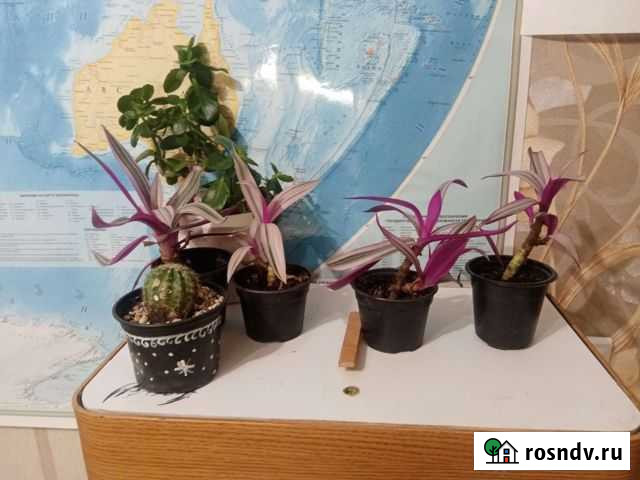 Комнотный цветы Дивноморское - изображение 1