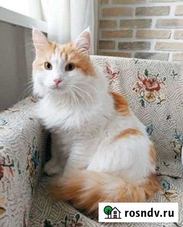 Котик Ульяновск - изображение 1
