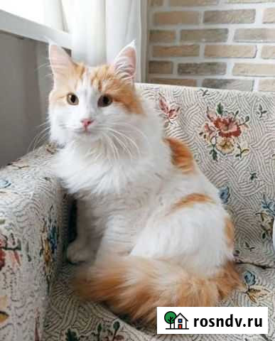 Котик Ульяновск - изображение 1