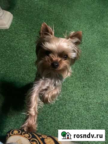 Вязка Йоркширский терьер Омск - изображение 1