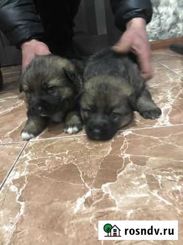 Кавказская овчарка Советск - изображение 1