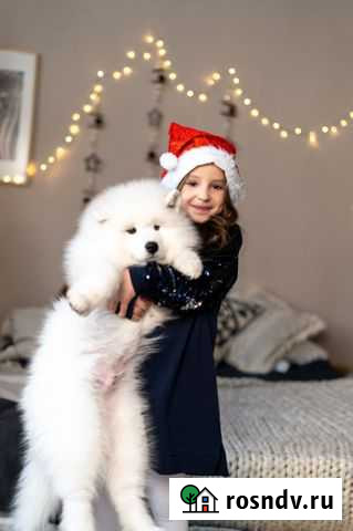 Самоедская собака Петропавловск-Камчатский - изображение 1