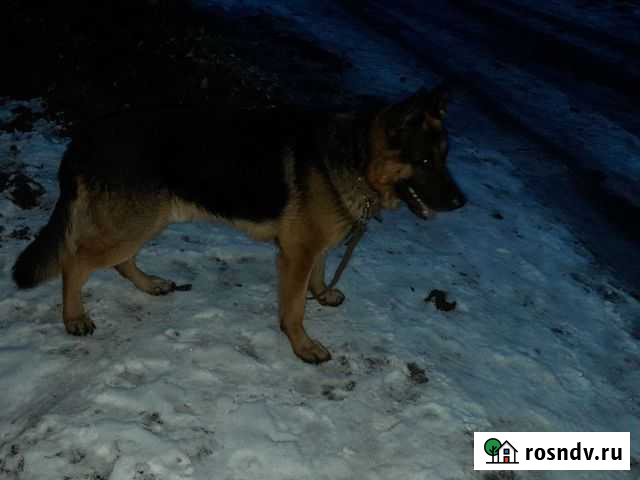 Немецкая овчарка вязка Смышляевка - изображение 1