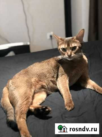 Абиссинская кошка Псков - изображение 1