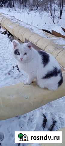 Котик очень нуждается в доме Рубцовск - изображение 1