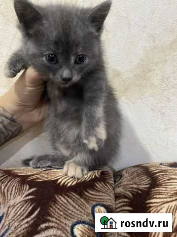 Котята в добрые руки даром,мальчик и девочка к дот Сочи - изображение 1