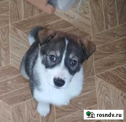 Девчушка ищет дом Екатеринбург - изображение 1