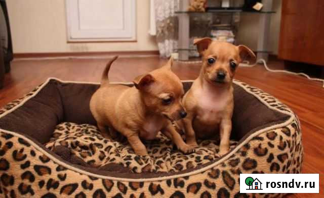 Той-терьер, чихуахуа, шпицы. Челябинск Копейск - изображение 1