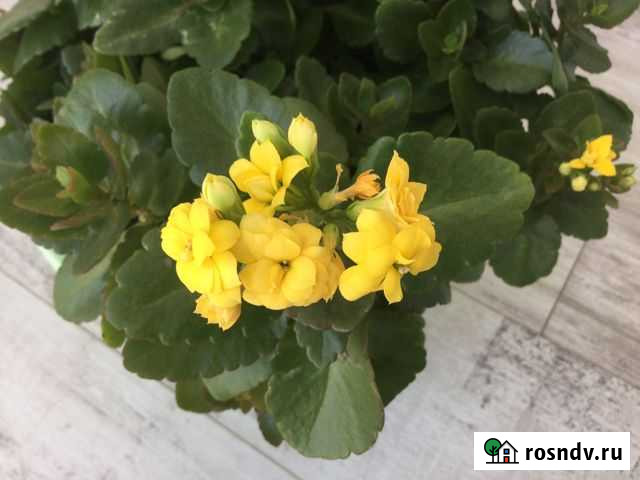 Каланхоэ Энгельс - изображение 1