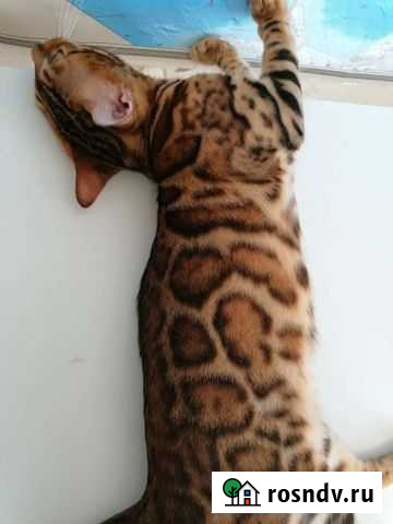 Бенгальский кот Скиф Химки - изображение 1