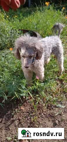 Собаки бесплатно Ижевск - изображение 1