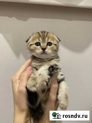 Шотландские вислоухие мраморные котята Новосибирск - изображение 1