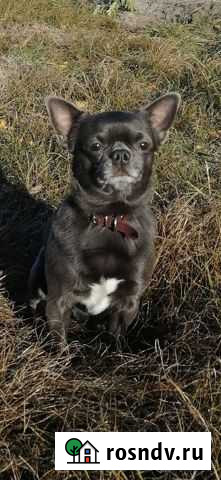 Вязка кобель чихуахуа Липецк - изображение 1