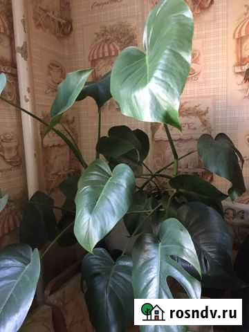 Монстера Нижний Тагил - изображение 1