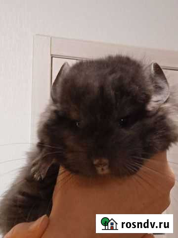 Шиншиллята Екатеринбург - изображение 1