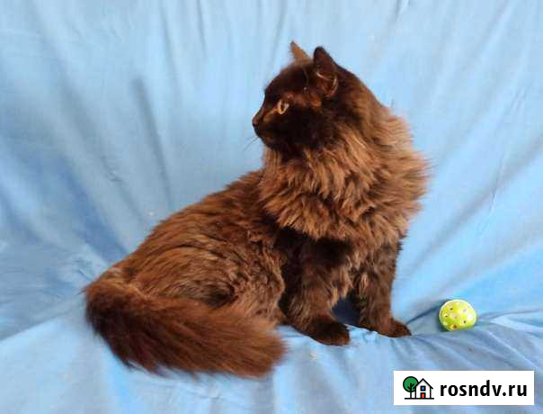 Котик Ульяновск - изображение 1