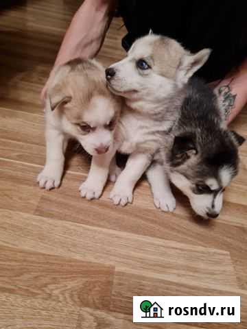 Сибирский хаски Александров - изображение 1