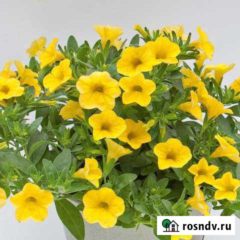 Вегетативные черенки калибрахоа Кохма - изображение 1