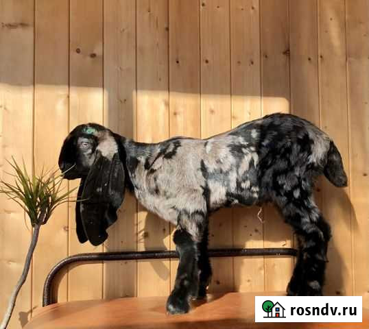 Козлята камори Гайдук - изображение 1