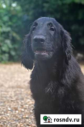 Прямошерстный реривер щенки черного окраса Владивосток - изображение 1