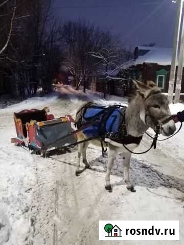 Ослик Иваново - изображение 1