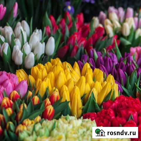 Тюльпаны оптом к 8 марта 2022 г Прибельский - изображение 1