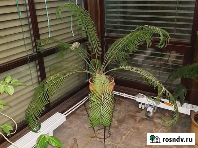 Пальма цикус саговник Балашиха - изображение 1