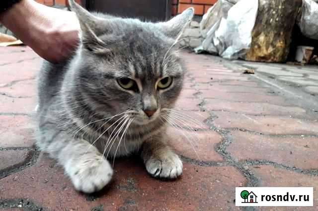 В добрые руки Старый Оскол - изображение 1