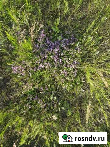 Чабрец (Богородская трава) Чита - изображение 1