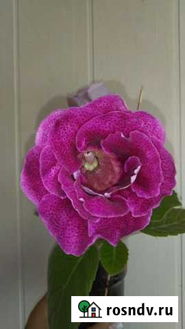 Глоксиния махровая, клубень Мытищи - изображение 1