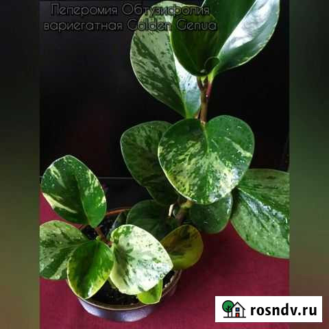 Пеперомии 5 сортов Владимир - изображение 1