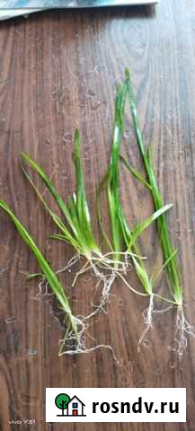 Продам Валиснерию обычную. Цена за один кустик Карасук - изображение 1