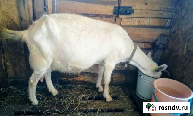 Козы продам Усть-Катав - изображение 1