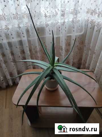 Алоэ 3 года Волгодонск - изображение 1