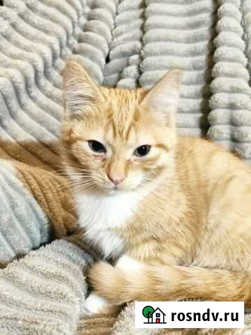 Кошки в добрые руки бесплатно Великие Луки - изображение 1