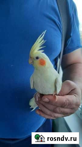 Птенцы корелла Мостовской - изображение 1