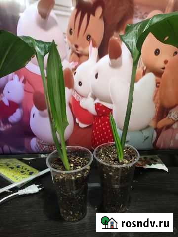 Эухарис амазонская лилия Чистополь - изображение 1